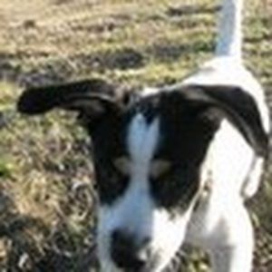 Meet your Posher, Lara